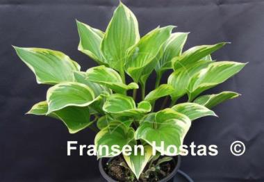 Hosta Torchlight