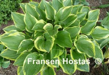Hosta Torchlight