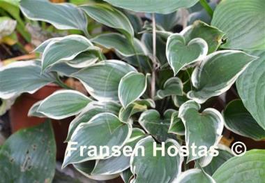 Hosta Torchlight