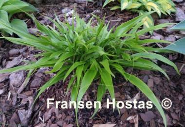 Hosta Tortifrons