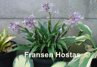 Hosta Tortifrons