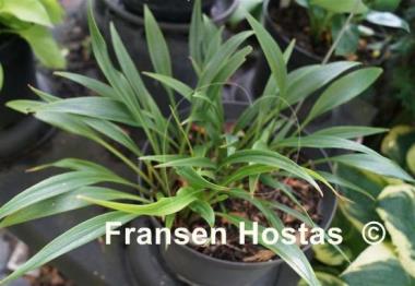 Hosta Tortifrons