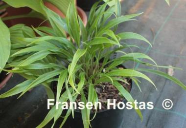 Hosta Tortifrons
