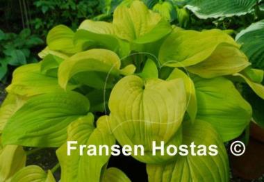 Hosta Tortilla Chip