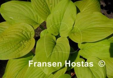 Hosta Tortilla Chip