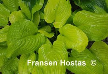 Hosta Tortilla Chip