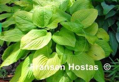 Hosta Tortilla Chip