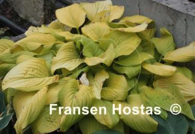 Hosta Tortilla Chip