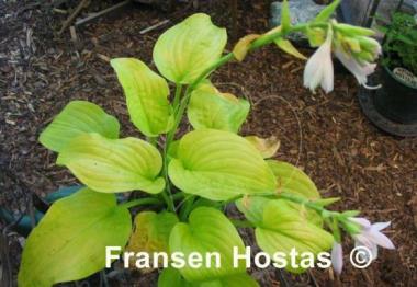 Hosta Tortilla Chip