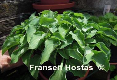 Hosta Tot Tot