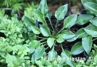 Hosta Tot Tot