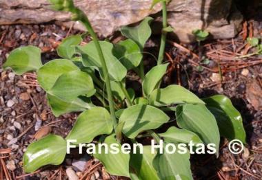 Hosta Tot Tot