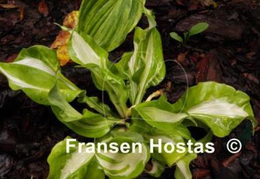Hosta Totally Awe Sum