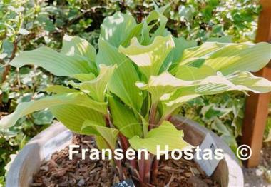 Hosta Totally Twisted