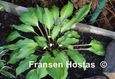 Hosta Totally Twisted
