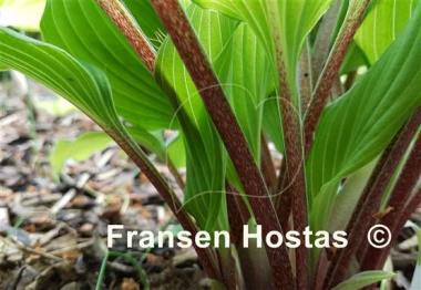 Hosta Totally Twisted
