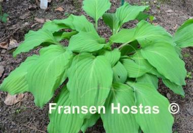 Hosta Totally Twisted