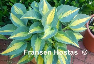 Hosta Touch of Class
