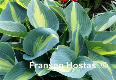 Hosta Touch of Class