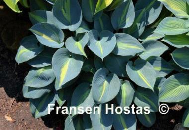 Hosta Touch of Class