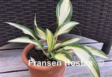 Hosta Touch of Flame
