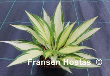 Hosta Touch of Flame
