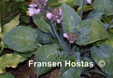 Hosta Touch of Frost
