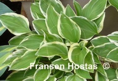 Hosta Touchstone