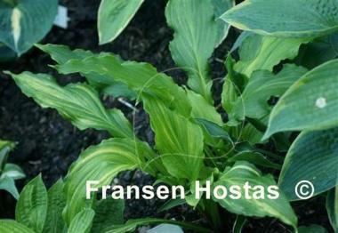 Hosta Touché