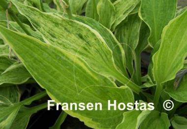 Hosta Tower of London