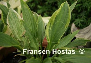 Hosta Tower of London