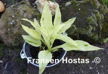 Hosta Tower of London