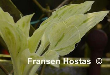 Hosta Tower of London