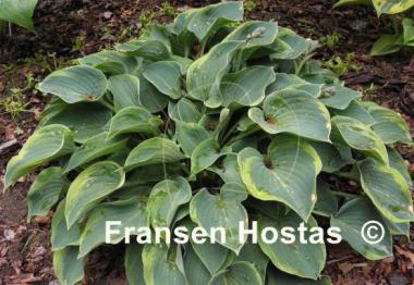 Hosta Toy Soldier