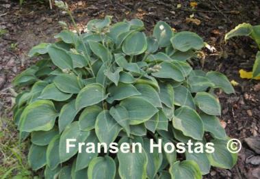 Hosta Toy Soldier