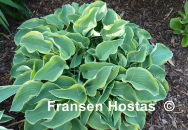 Hosta Toy Soldier