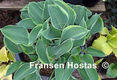 Hosta Toy Soldier