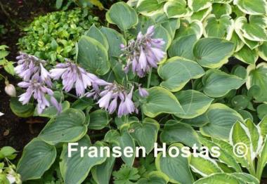 Hosta Toy Soldier