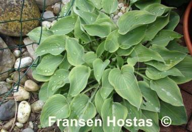 Hosta Toy Soldier