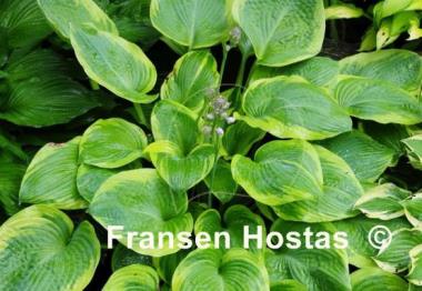 Hosta Tranquility