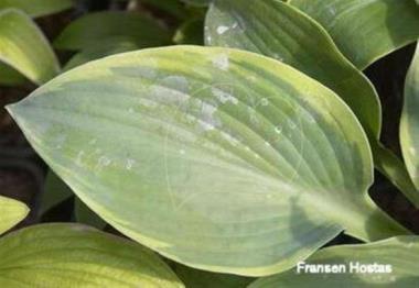 Hosta Tranquility
