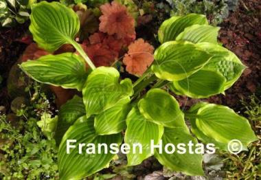 Hosta Treasure Hunt