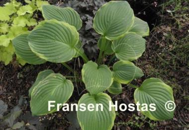 Hosta Treasure Hunt