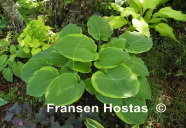 Hosta Treasure Hunt