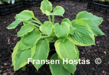 Hosta Treasure Hunt