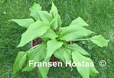 Hosta Tremors
