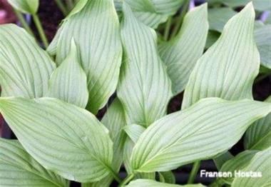 Hosta Tremors