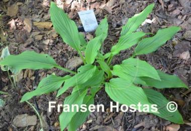 Hosta Tremors