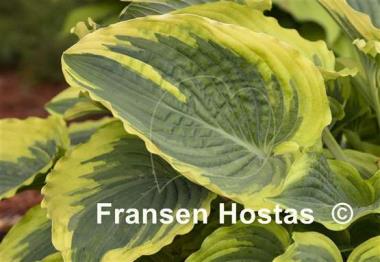 Hosta Trendsetter