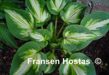 Hosta Trifecta
